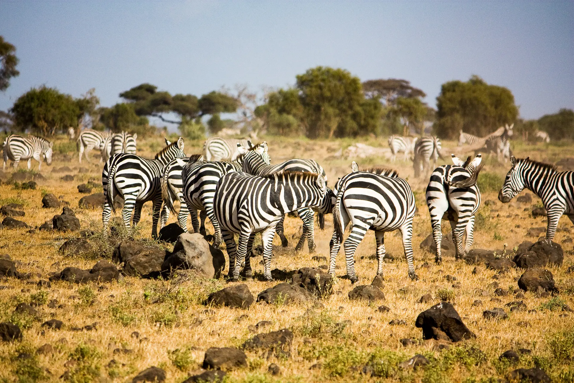 Paysage africain — Parc national d'Amboseli, Kenya